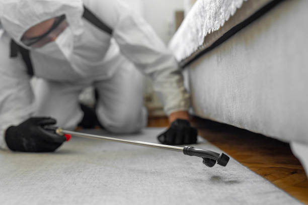 Professional Ant Control technician working in Rhome, TX